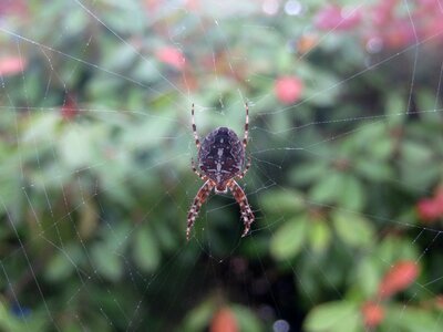 Nature insect spiderweb photo