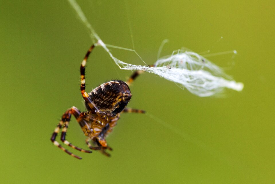 Network gossamer autumn
