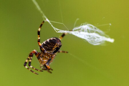 Network gossamer autumn