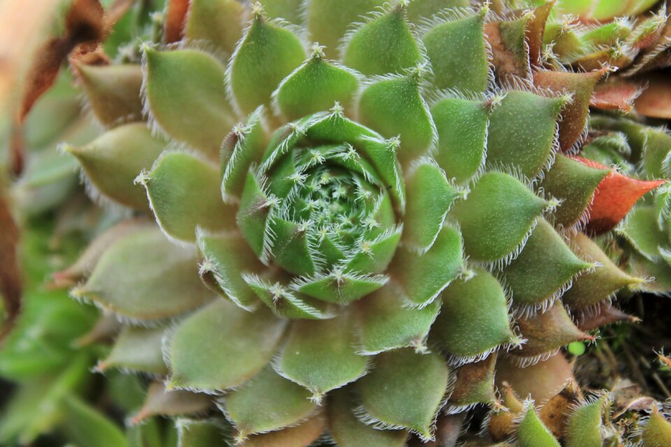Cactus plant nature