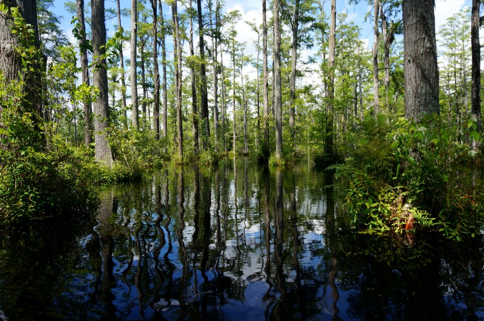 Pads wildlife wilderness