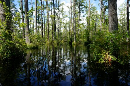 Pads wildlife wilderness