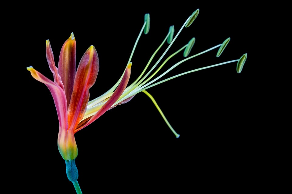 Bloom colorful cool colors