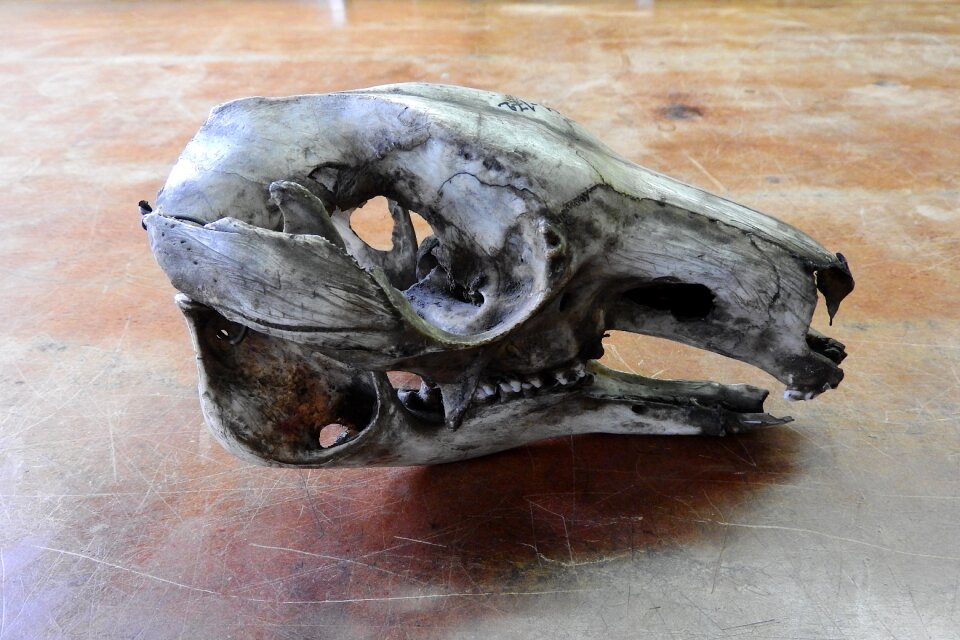 Anatomy jaw animal skull