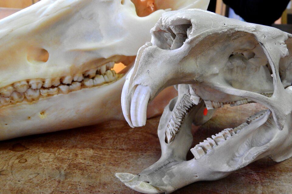 Anatomy jaw animal skull