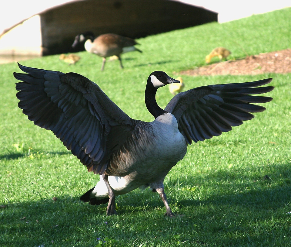 Goose feathered animal