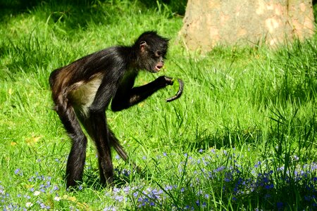 Primates monkey the prague zoo photo