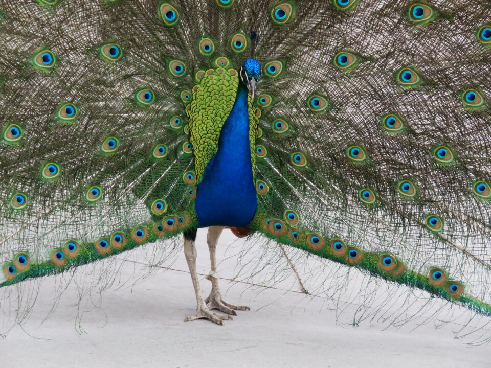 Blue feather plumage