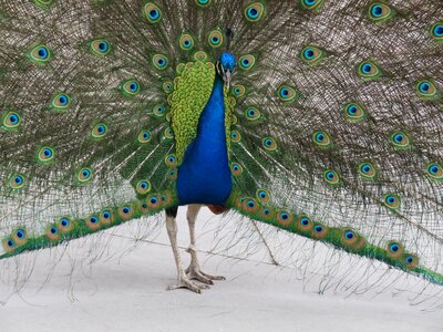 Blue feather plumage photo