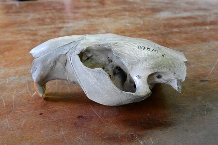 Teeth anatomy animal skull photo