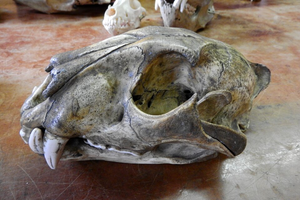 Bone teeth anatomy