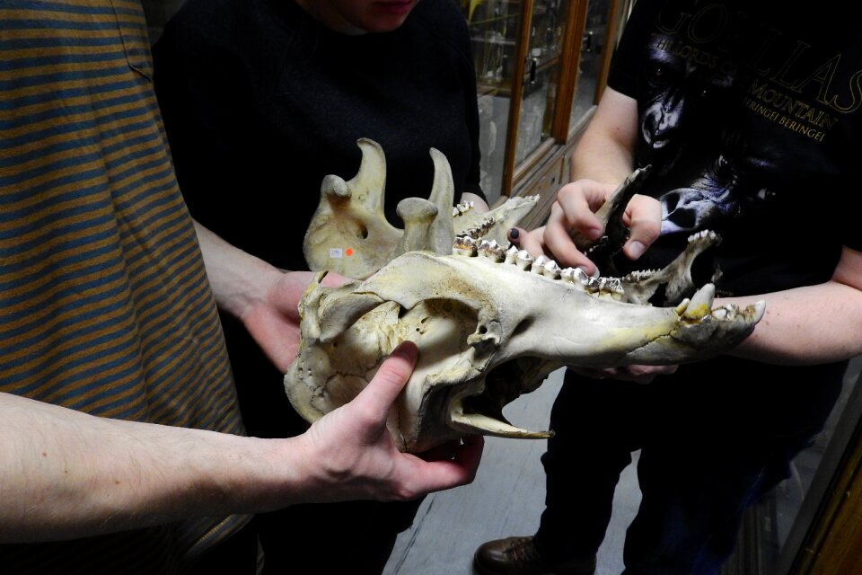 Anatomy jaw animal skull