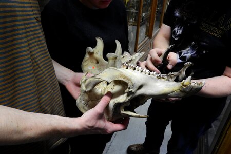 Anatomy jaw animal skull photo