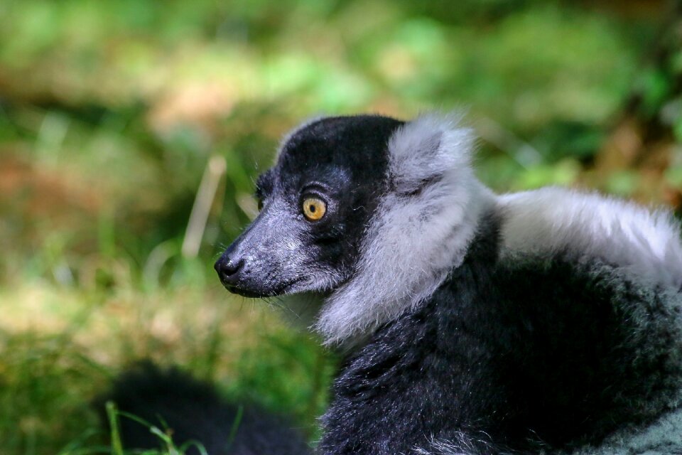 Zoo maki madagascar