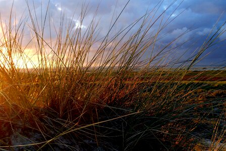 Grasses sea north sea photo