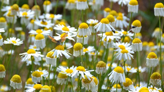 Insect summer yellow