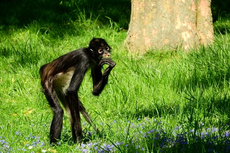 Primates monkey the prague zoo photo