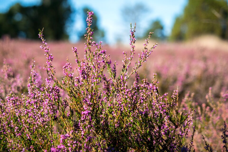 Heathland erica flowers