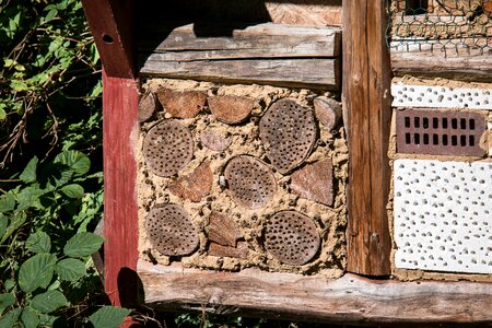 Insect protection measures wood bee hotel photo