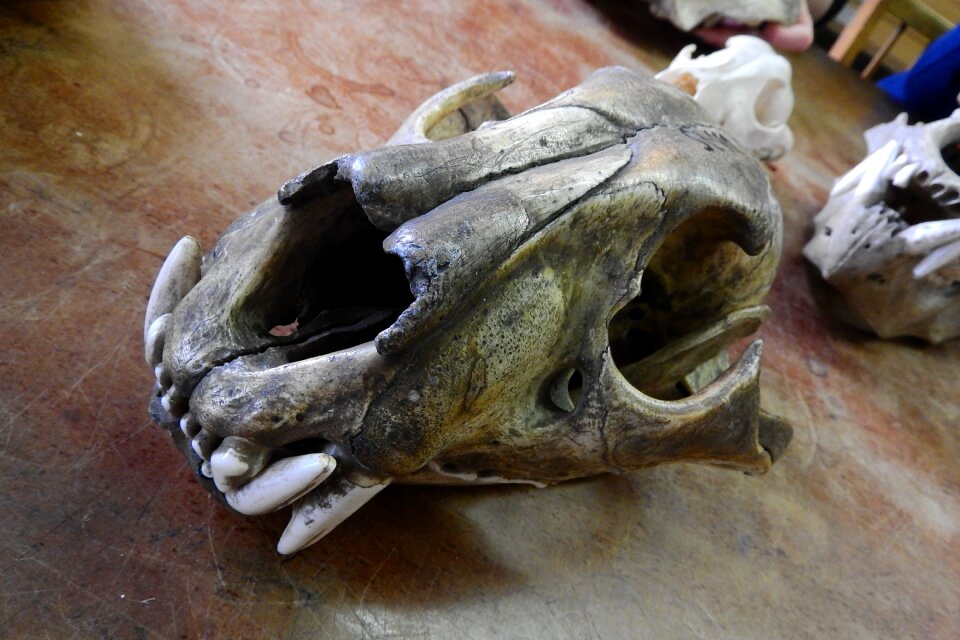 Skeleton bone teeth