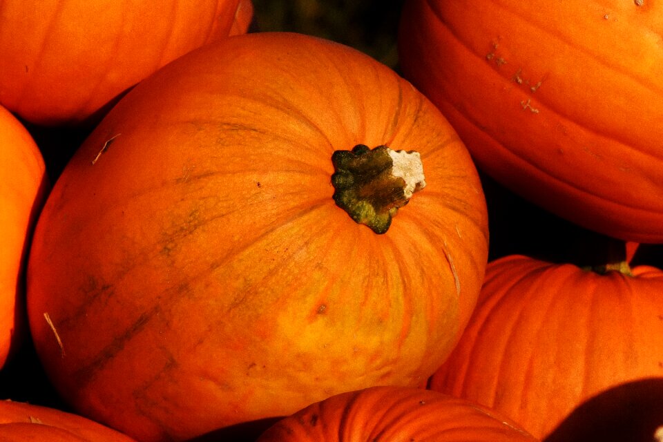 Harvest decorative squashes decoration