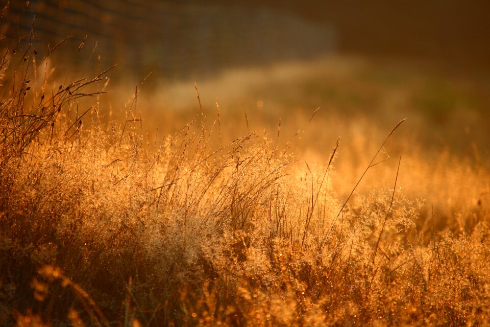 Sunset backlighting forest
