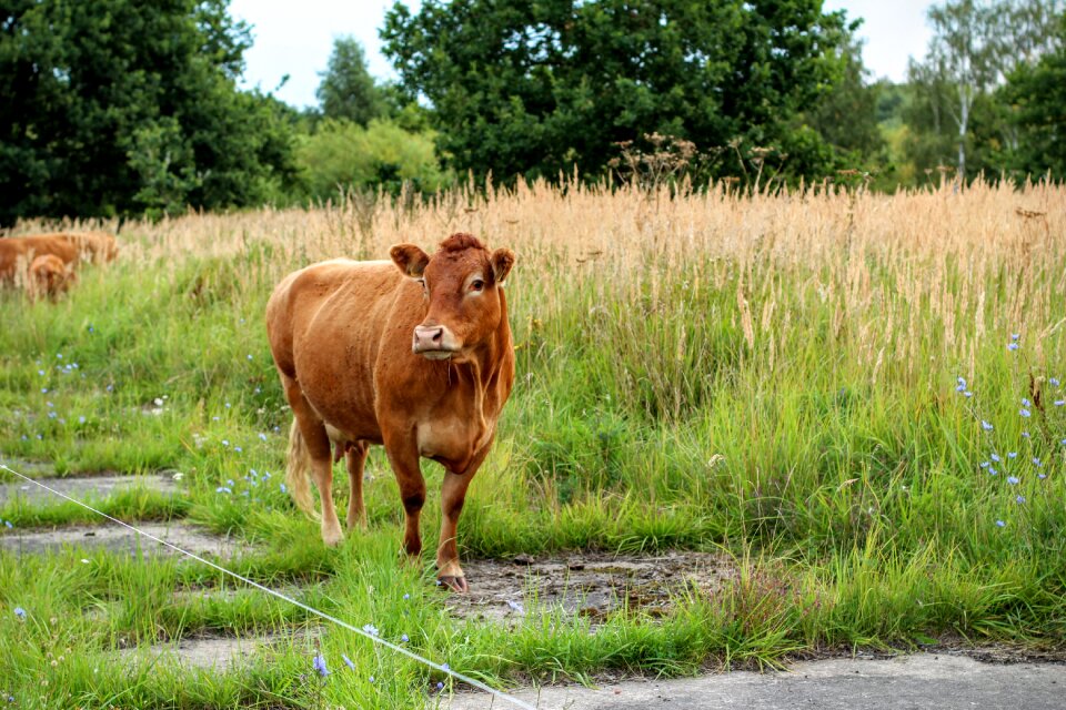 Beef cows milk cow