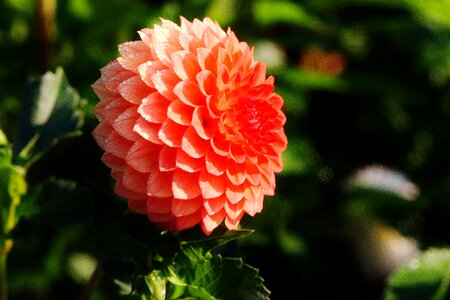 Asteraceae flower garden ornamental flower