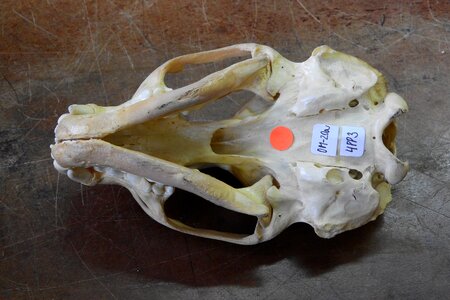 Bone anatomy cranial base photo