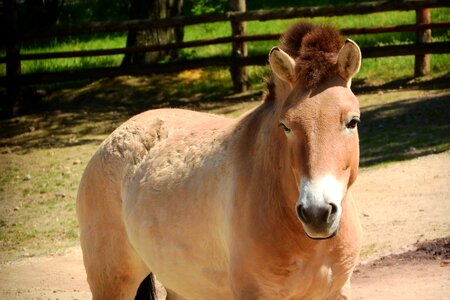 Mare equus przewalskii the prague zoo photo