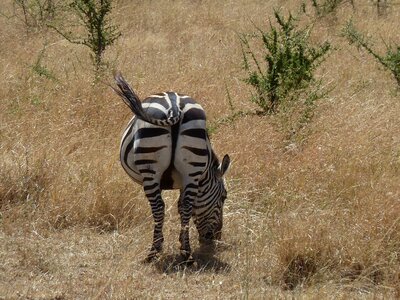Zebra stripes black white animal world