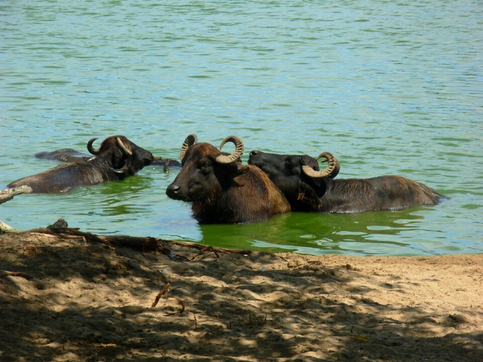 Buffalo nature animals