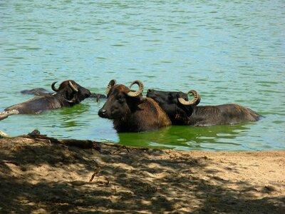 Buffalo nature animals
