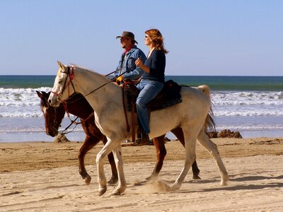 Horses beach sea