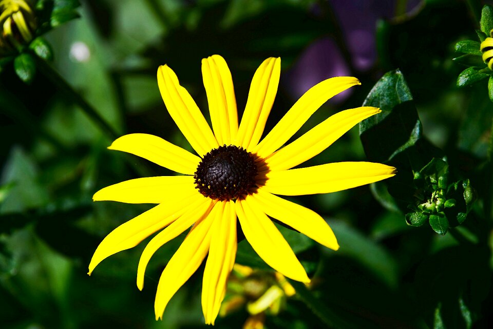Yellow composites garden