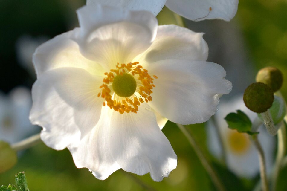 Bloom plant nature