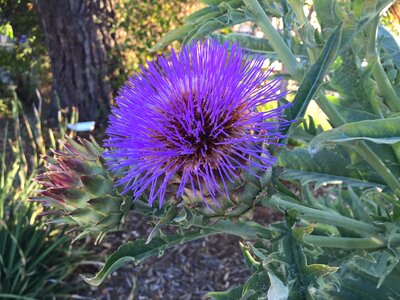Botanical flora artichoke