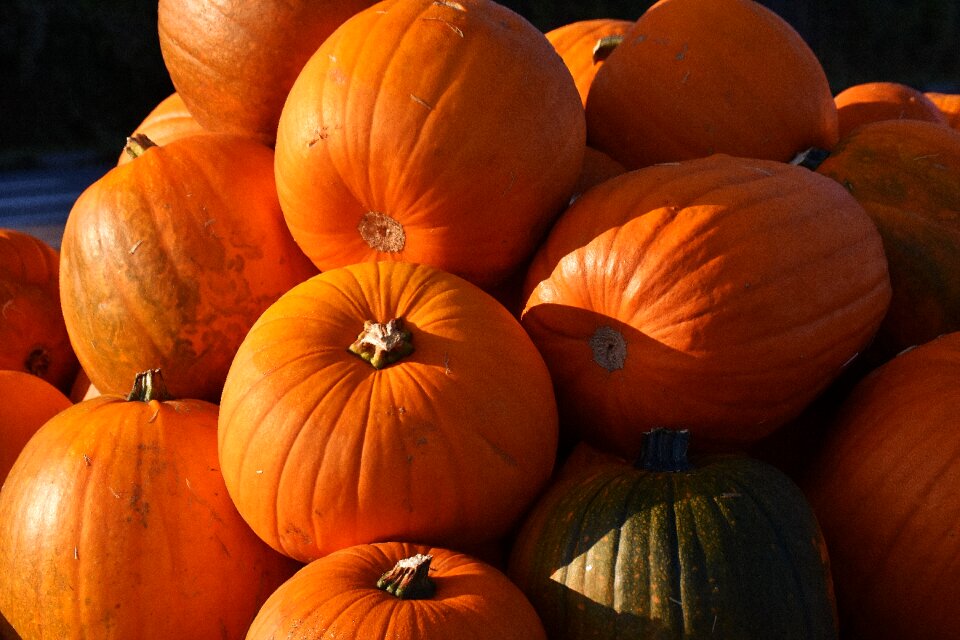 Harvest decorative squashes decoration