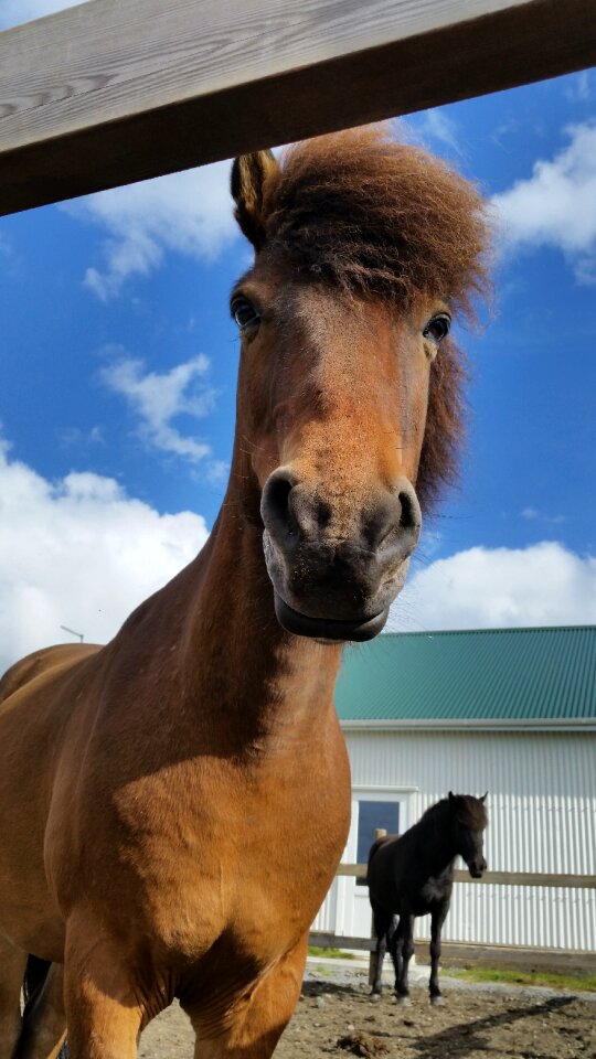 Icelandic stallion