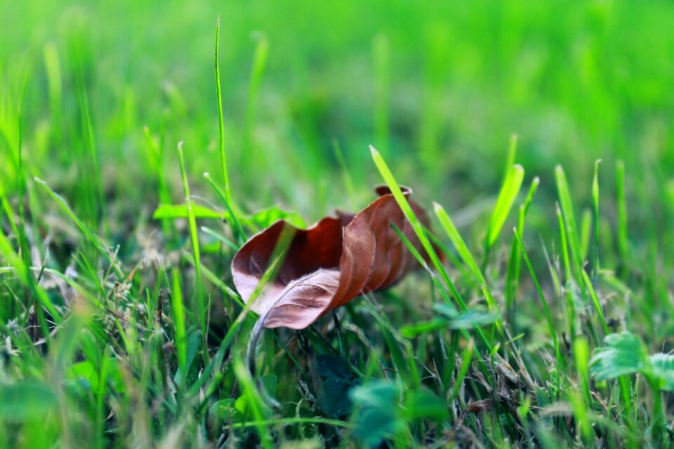 Autumn nature leaves