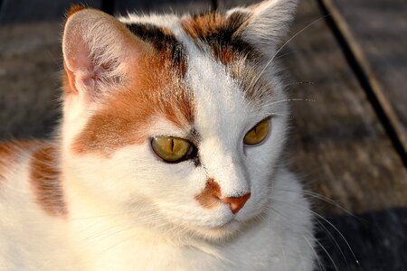 Pet cat's eye close up photo