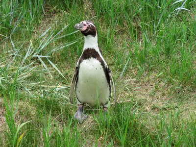 Zoo bird black