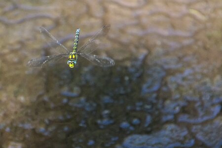 Wing green dragonfly flight photo