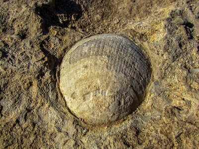 Fossilization geological geology