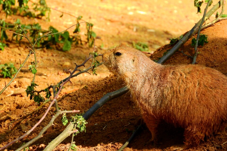 Prairie dogs rodent zoo