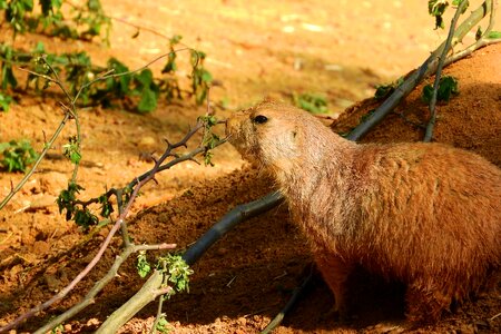 Prairie dogs rodent zoo