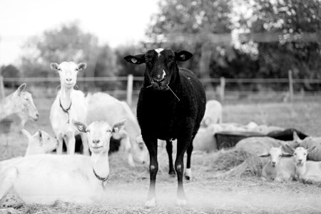 Black sheep herd
