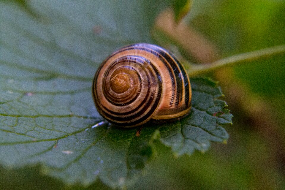 Leaf close up spiral