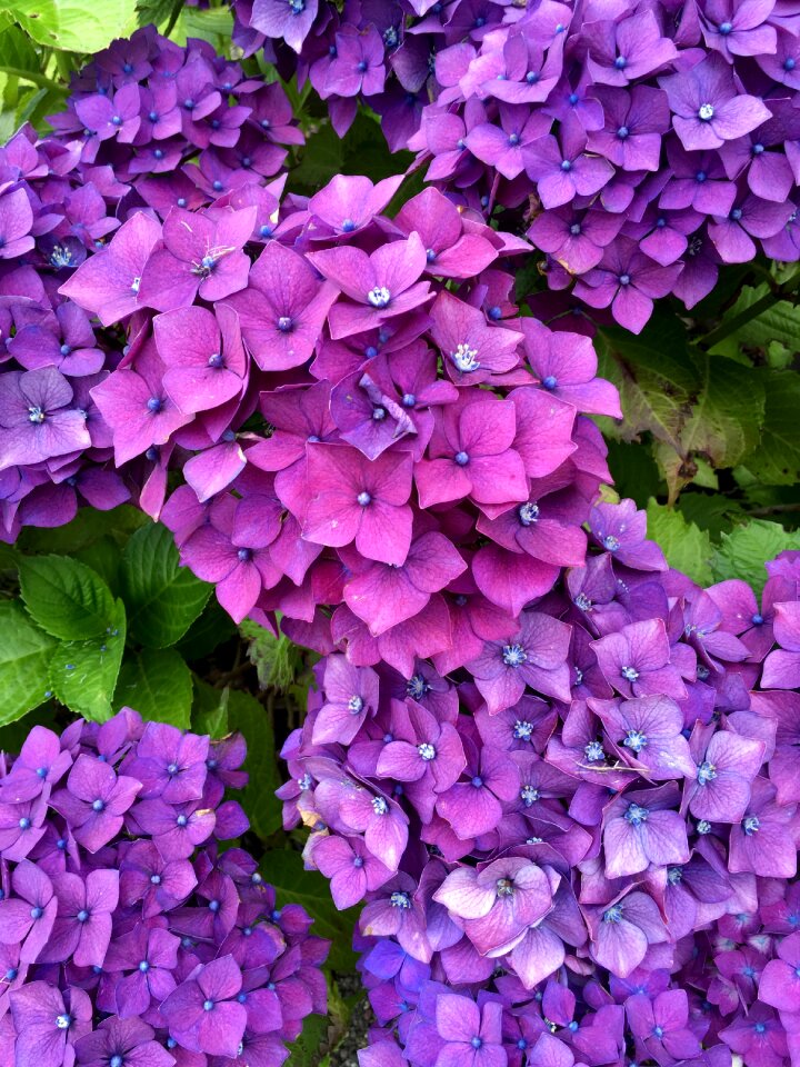 Decoration violet