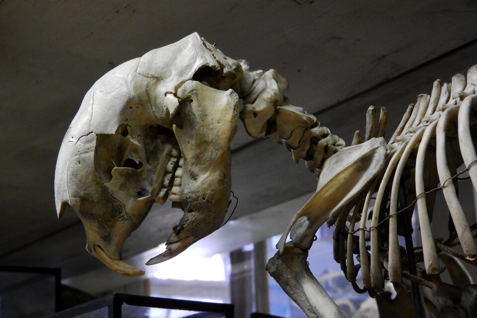 Anatomy jaw animal skull